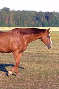 2020 Weekly Planner Horse Photo Equine Pretty Horse 134 Pages
