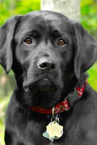 2020 Weekly Planner Dog Puppy Retriever Black Lab 134 Pages