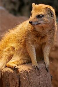Fuchsmanguste or Fox Mongoose Journal