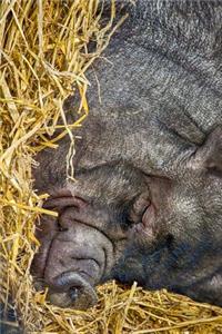 A Cute Napping Pot bellied Pig Journal