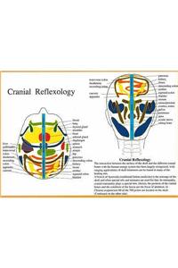 Cranial Reflexology -- A4