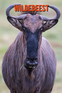Wildebeest