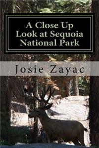 Close Up Look at Sequoia National Park