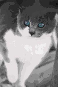 Mind Blowing Cat 200 page lined journal