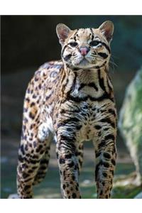 Ocelot Blank Sketchbook