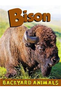 Bison