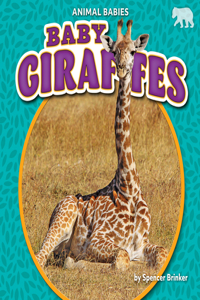 Baby Giraffes