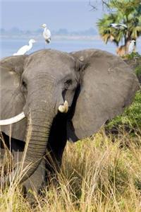 Elephants at Murchison National Park in Uganda, Africa Journal