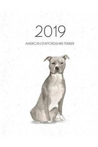 2019 American Staffordshire Terrier