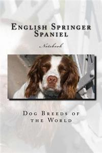 English Springer Spaniel