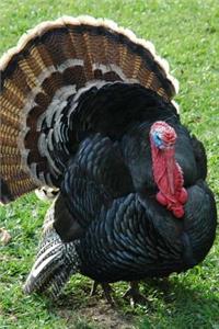 Gobble Gobble Says the Turkey Journal