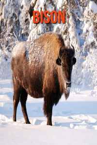 Bison