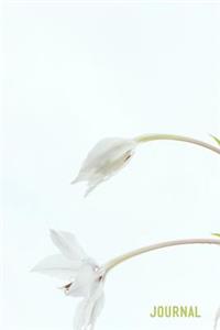 Journal