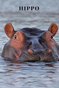 Hippo