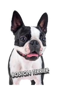 Boston Terrier