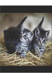 Barnyard Kittens