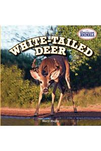 White-Tailed Deer