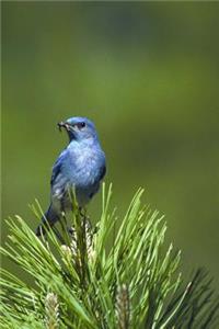 Idaho State Bird - Mountain Bluebird Journal
