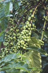 Coffee Tree with Beans in Guatemala Journal