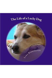 The Life of a Lucky Dog