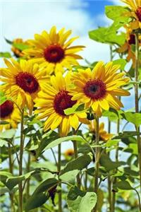 Field of Sunflowers in Bloom Journal