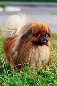 Pekingese