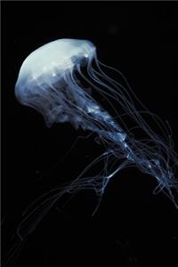 Ethereal Translucent White Moon Jellyfish (Aurelia aurita) Journal