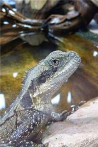 Australian Water Dragon Lizard Journal