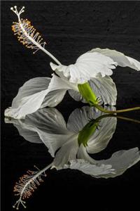 Stunning White Hibiscus Flower and Reflection Journal