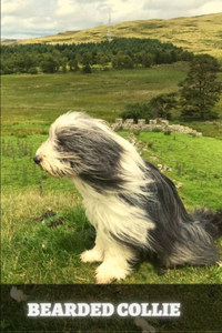 Bearded Collie