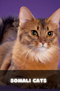 Somali Cats - A Complete Guide