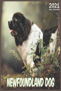 Newfoundland Dog