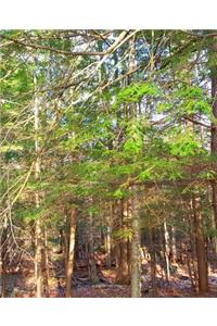 Sunlight Old Pine Trees School Composition Book