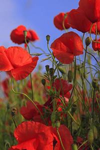 Poppy Meadow