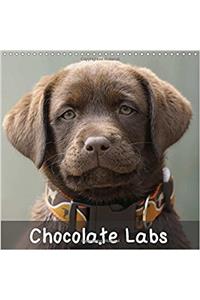 Chocolate Labs 2018