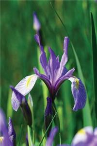 Wild Blue Iris Journal