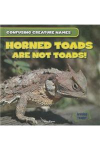 Horned Toads Are Not Toads!