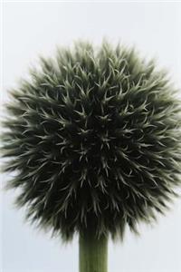 Spring Allium Journal