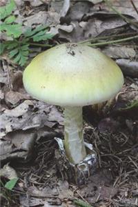 Death Cap Mushroom Journal - Don't Eat It!