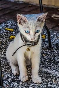 Purebred Lilac Point Siamese Cat Sitting on the Garden Wall Pet Journal