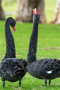 Cool Black Swans Walking in the Park Bird Journal