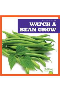 Watch a Bean Grow