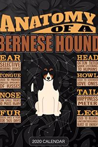 Anatomy Of A Bernese Hound