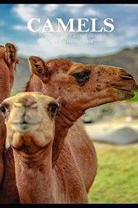 Camels Note Monthly 2020 Planner 12 Month Calendar