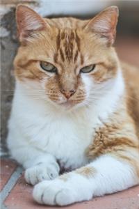 Grumpy-Pants Ginger Cat Journal