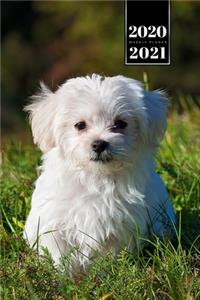 Maltese Dog Calendar Week Planner 2020 / 2021 - Running on Meadow