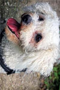 The Loving Eyes of a Bichon Frise Dog Journal