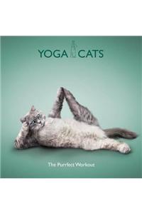 Yoga Cats