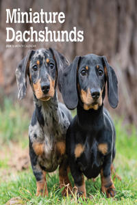 Dachshunds, Miniature 2024 Square