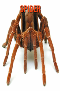 Spider